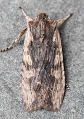 Lithophane petulca