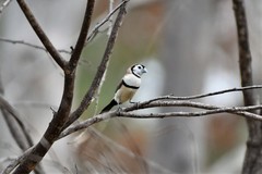 Stizoptera bichenovii bichenovii