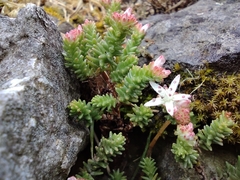 Sedum moranense