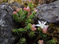 Sedum moranense