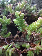 Sedum moranense