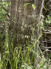Melica mutica