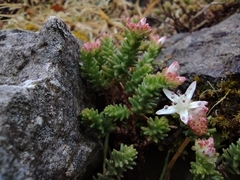 Sedum moranense