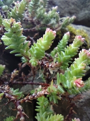 Sedum moranense