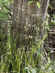 Melica mutica