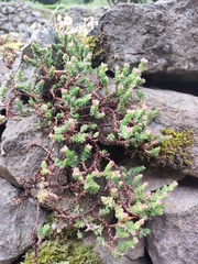 Sedum moranense