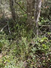 Melica mutica