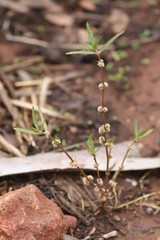 Alternanthera denticulata