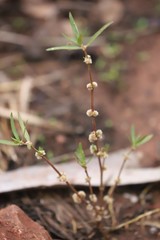 Alternanthera denticulata
