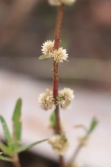 Alternanthera denticulata