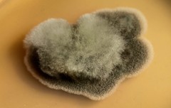 Alternaria alternata