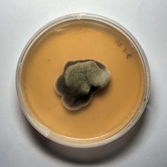 Alternaria alternata