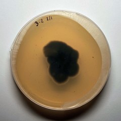 Alternaria alternata