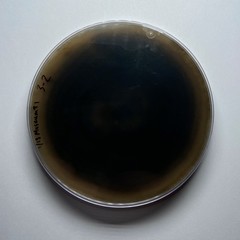 Alternaria alternata