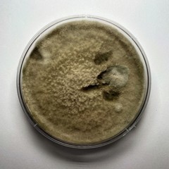 Alternaria alternata