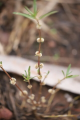 Alternanthera denticulata