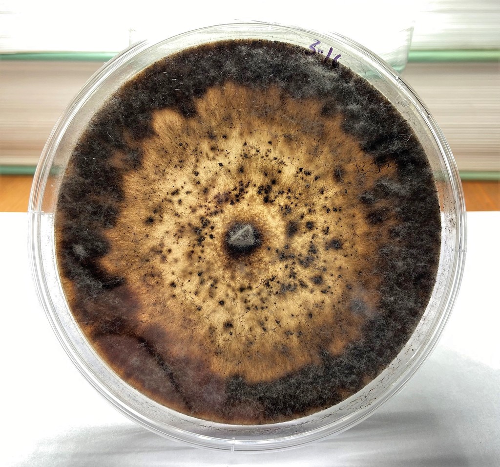 Penicillium erubescens