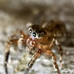 Mexigonus morosus