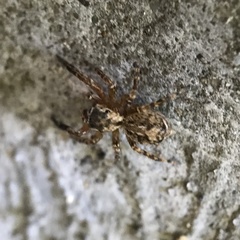 Mexigonus morosus