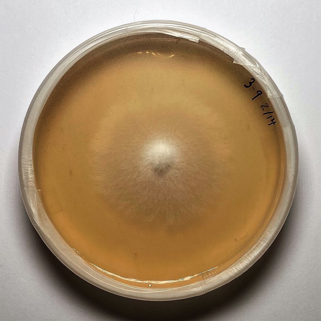 Cladosporium ramotenellum