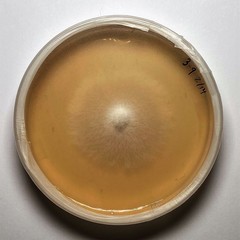 Cladosporium ramotenellum