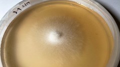 Cladosporium ramotenellum