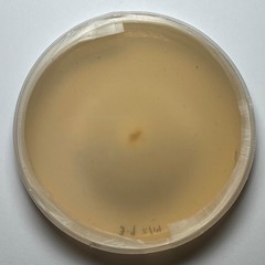 Cladosporium ramotenellum