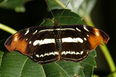 Limenitidini