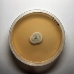 Cladosporium cladosporioides