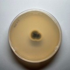 Cladosporium cladosporioides