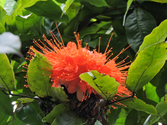 Brownea ariza