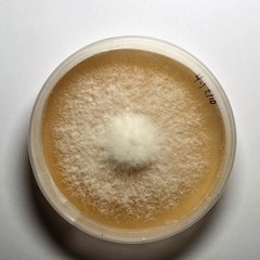 Fusarium avenaceum