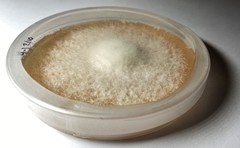 Fusarium avenaceum