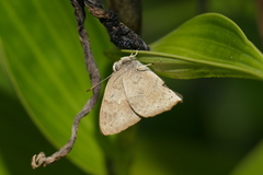 Euselasia thucydides