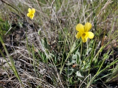 Viola purpurea quercetorum