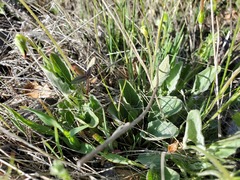 Viola purpurea quercetorum
