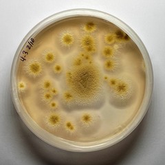 Paecilomyces formosus