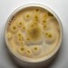 Paecilomyces - Photo (c) Josh McGinnis, some rights reserved (CC BY-NC), uploaded by Josh McGinnis
