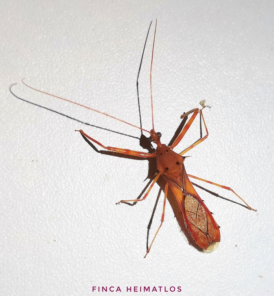 Heza aurantia