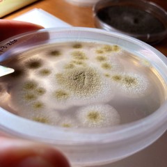 Paecilomyces formosus