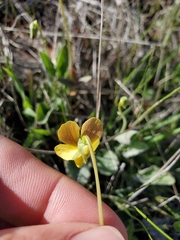 Viola purpurea quercetorum