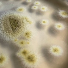 Paecilomyces formosus