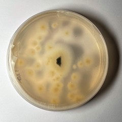 Paecilomyces formosus