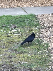 Corvus brachyrhynchos