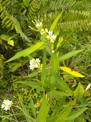 Asclepias nivea