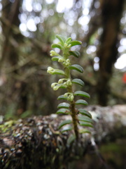 Fernandezia