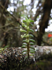 Fernandezia