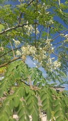 Moringa oleifera