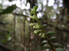 Fernandezia