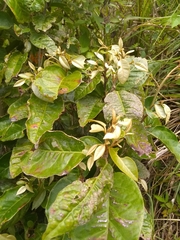 Croton nitens